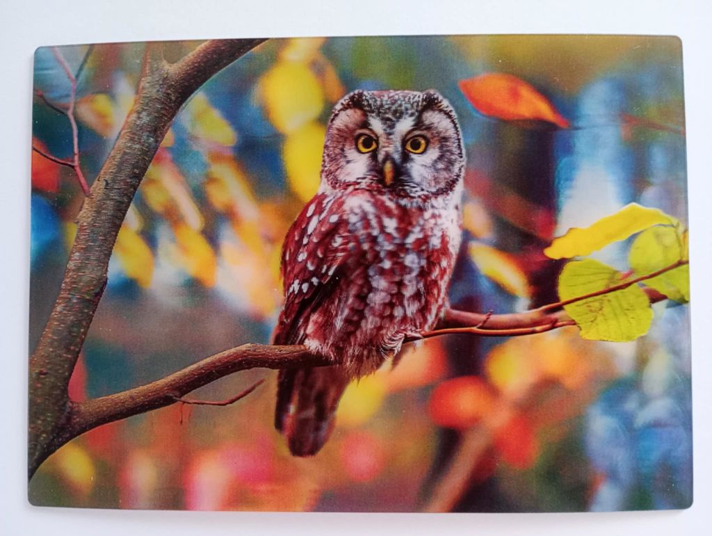 3 D Ansichtskarte Eule, Postkarte Wackelkarte Hologrammkarte Tiere Tier Vogel, Eulen Herbst