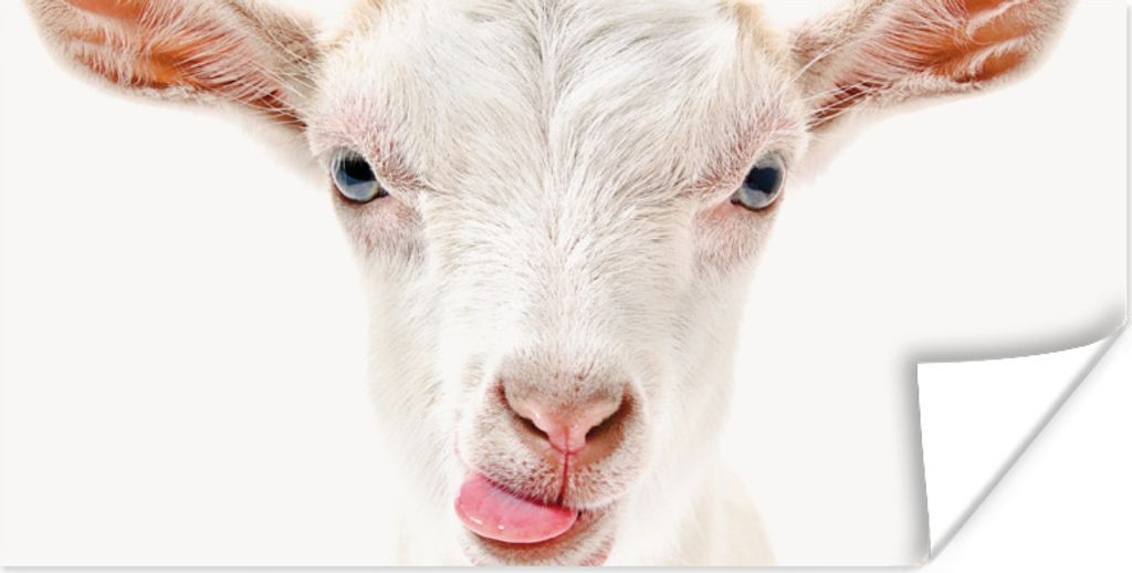 MuchoWow Poster Ziege - Porträt - Junge - Mädchen - Kinder - Weiß 120x60 cm - Bild