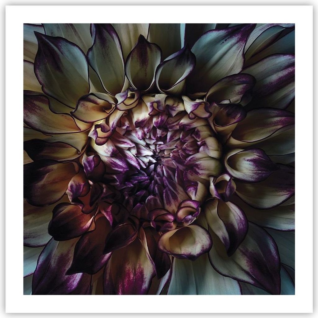 Poster - Poster ohne Rahmen - Blätter Agave Blume - 60x60 Produktbild 