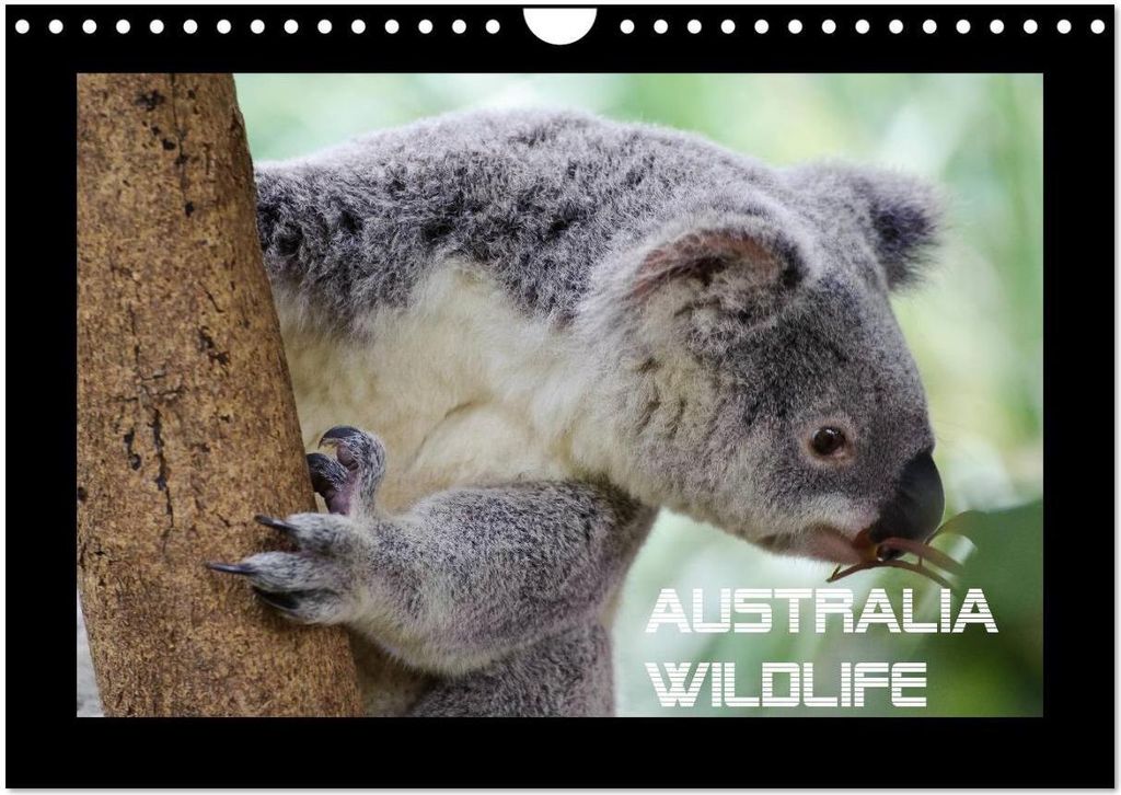 Australia Wildlife (Wandkalender 2026 DIN A4 quer), CALVENDO Monatskalender
