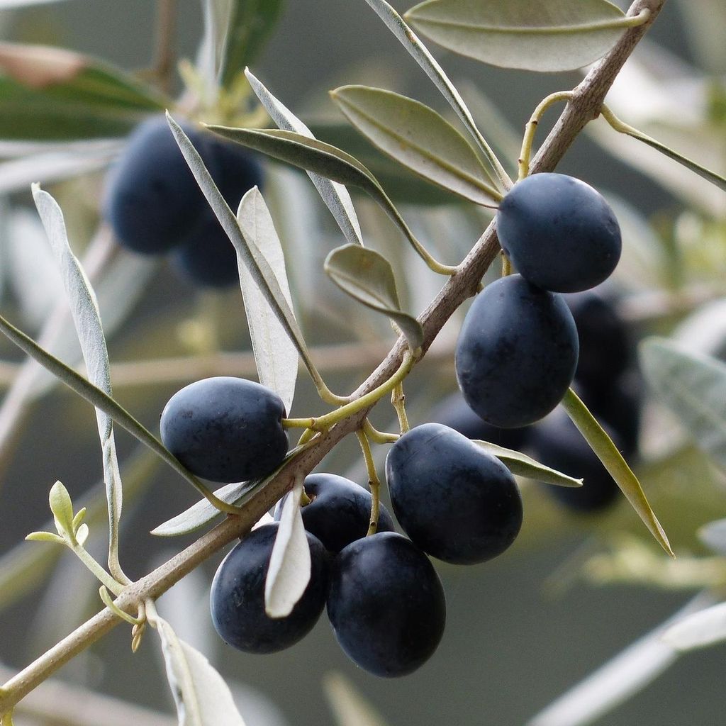 Olivo europeo (Olea europaea)  - 10 semi Immagine del prodotto 