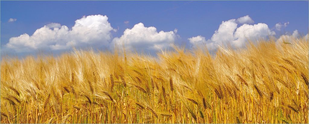 Wallario Poster - Kornfeld unter blauem Himmel, Kunstdruck Größe: 80 x 200 cm