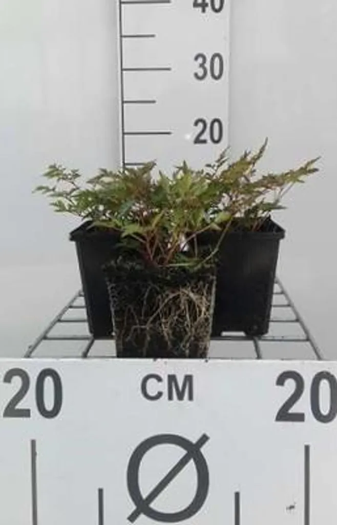 Solution pour sol humide et ombre : 6 Astilbes Hennie Graafland 9x9cm