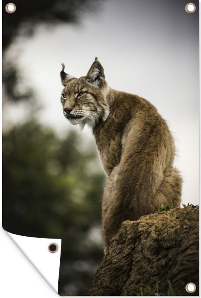 MuchoWow 40x60 cm Outdoor-Poster Gartendeko Sichtschutz Garten Poster für den Garten Luchs