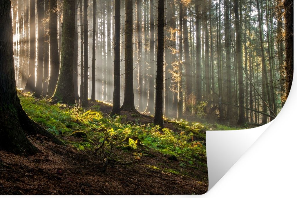MuchoWow Wandtattoo Wandsticker Wandaufkleber Sonne - Äste - Bäume - Wald - Natur 30x20 cm Selbstklebend und Repositionierbar - Wierderverwendb...