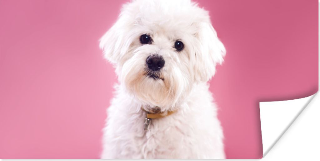 MuchoWow Poster Malteser Hund mit rosa Hintergrund 40x20 cm - Poster für die Wand - Poster Schlafzimmer