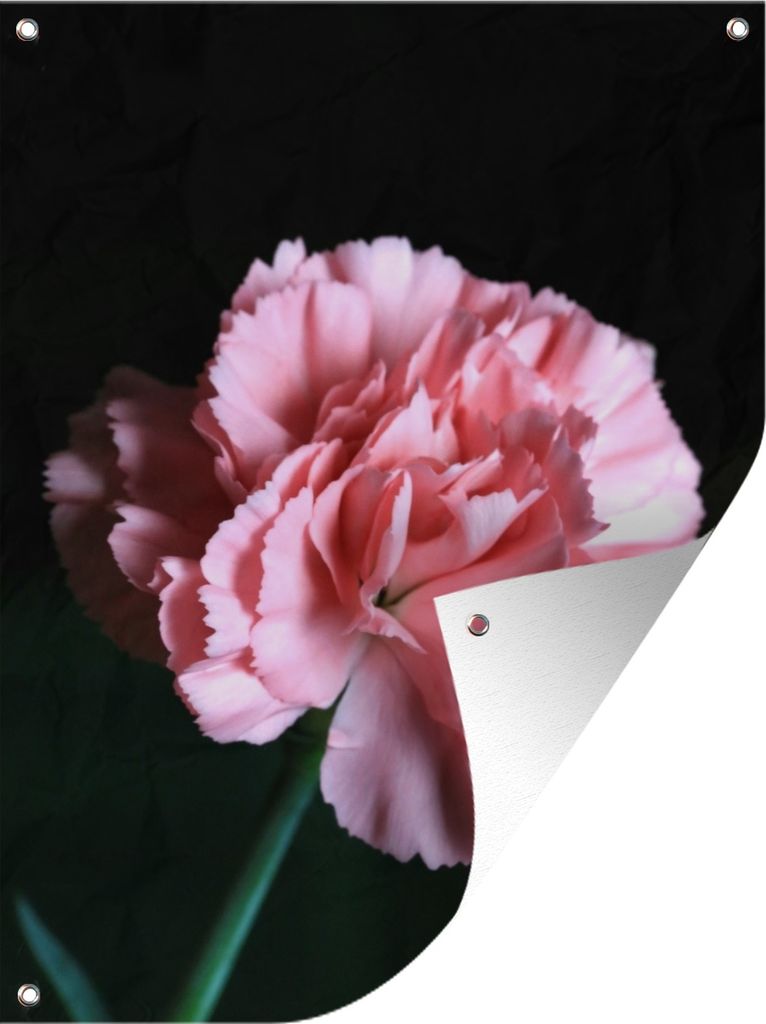 MuchoWow 60x80 cm Outdoor-Poster Gartendeko Sichtschutz Garten Poster für den Garten Rosa Nelkenblüte vor schwarzem Hintergrund