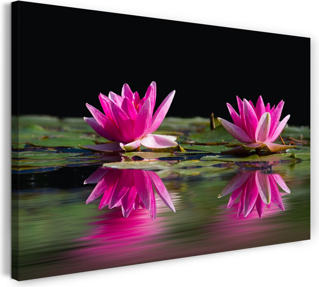 Leinwandbild (80x60cm): Wasser-Rosen See-Rosen pink rosa lila und grün im Teich, echter Holz-Keilrahmen inkl. Aufhänger, handgefertigt in Deutsch...