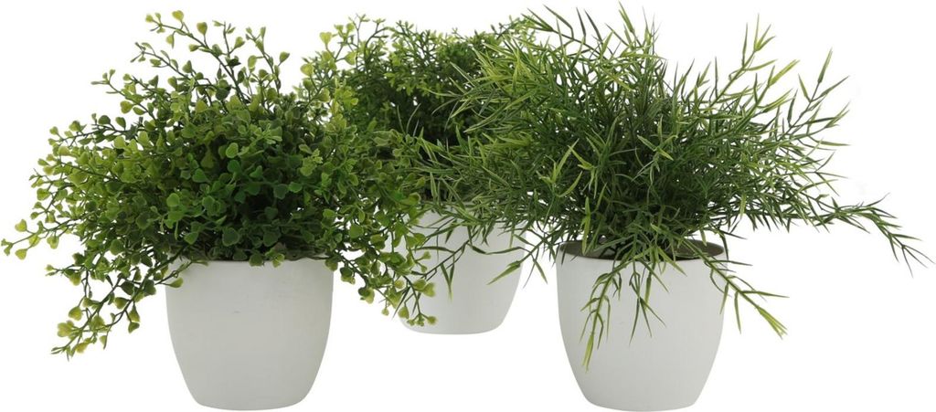 Boltze Gruppe Topfpflanze Gras mehrfarbig sort. 25cm (1 Stück)