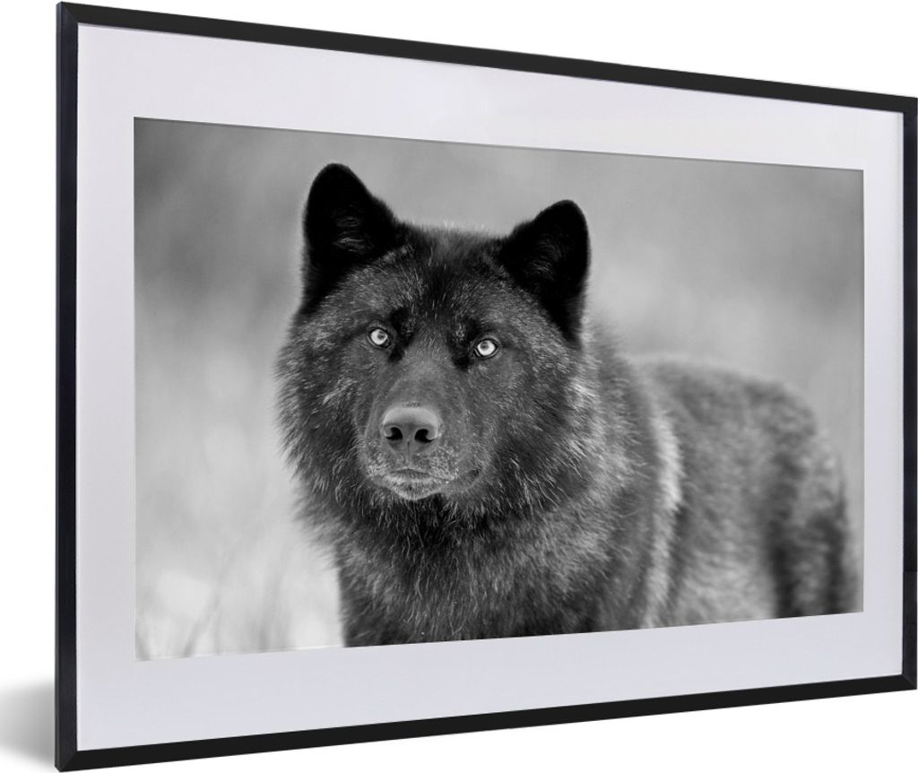 MuchoWow MuchoWow Gerahmtes Poster Wolf - Nahaufnahme - Schwarz - Weiß 60x40 cm - Poster mit zchwarzem Bilderrahmen - Schlafzimmer - Plakat in...