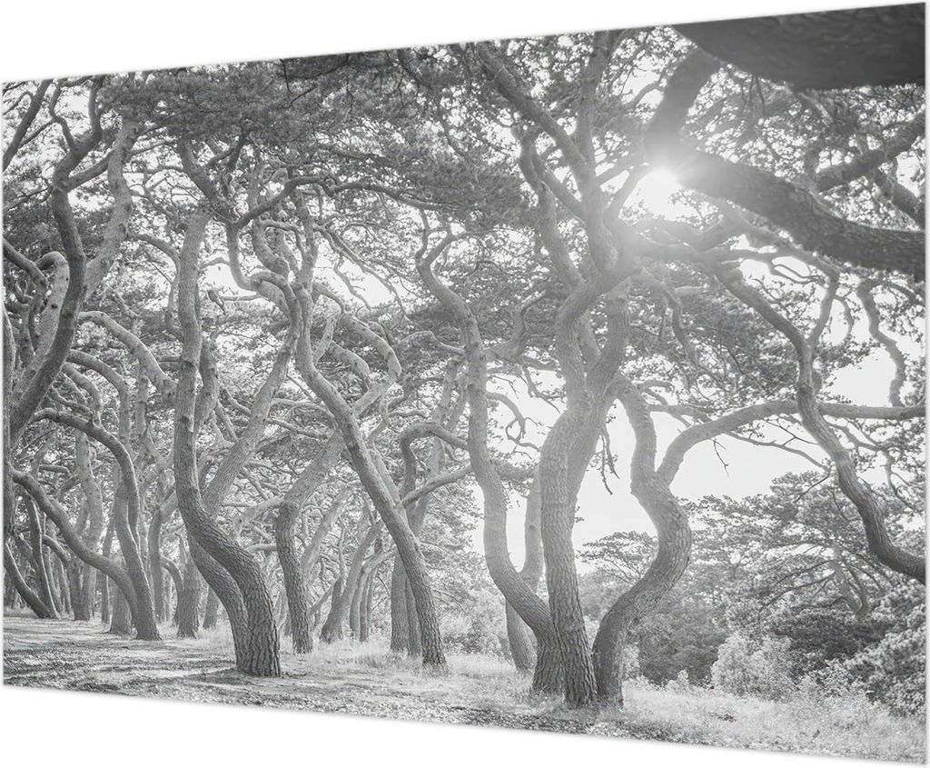 Wandtapete - Dekorative Tapete für Wohnzimmer - Tapetenfolie für Wanddekoration - 312x219 cm - Atmosphärischer Wald
