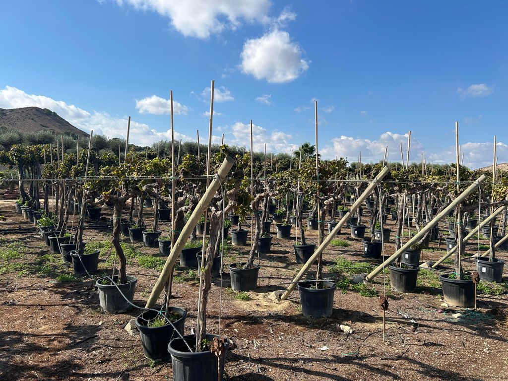 Sunny Tree - Vitis Vinifera 'Media Red Globe' – Weinrebe – 170 cm hoch – 45-Liter-Topf – Winterhart - Sonnig & Winterhart