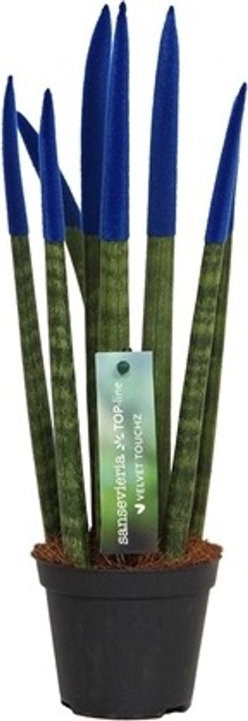 Sansevieria Cylindrica Straight -Spaghetti VELVET TOUCHZ - 15-20 cm Bogenhanf Zimmerpflanze (Blau)