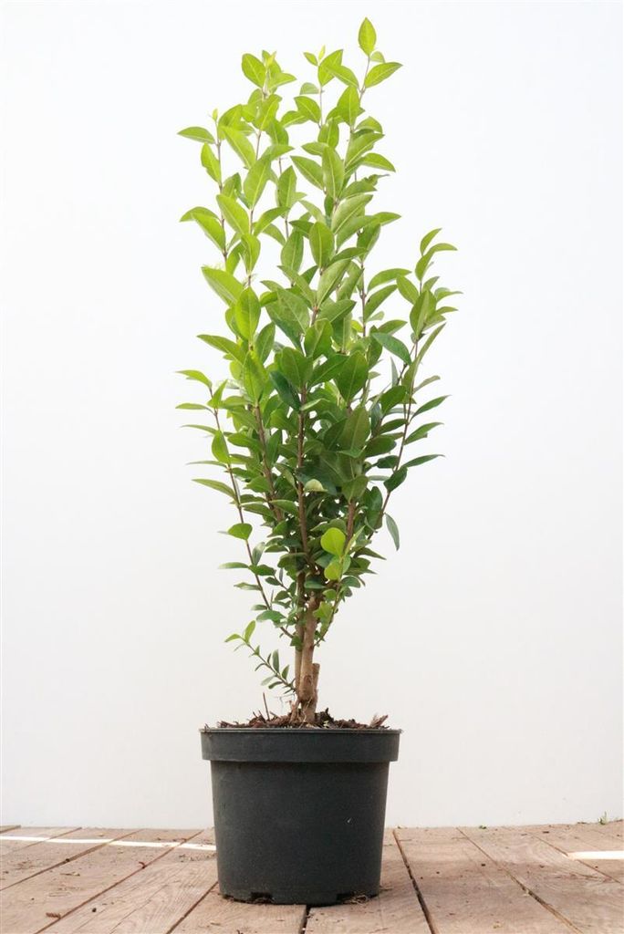 Ligustrum ovalifolium, immergrün, 40–60 cm