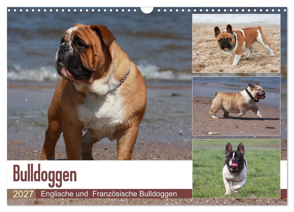 Bulldoggen - Englische und Französische Bulldoggen (Wandkalender 2027 DIN A3 quer), CALVENDO Monatskalender