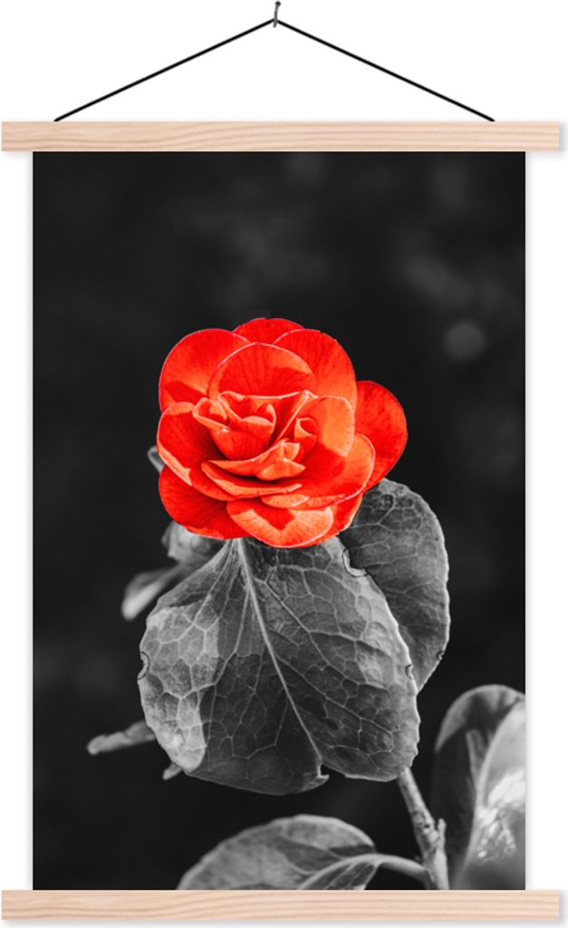 MuchoWow Textilposter Blumen - Schwarz - Weiß - Rose - Rot 120x180 cm mit holzfarbenen Rahmen - Textil-Plakat