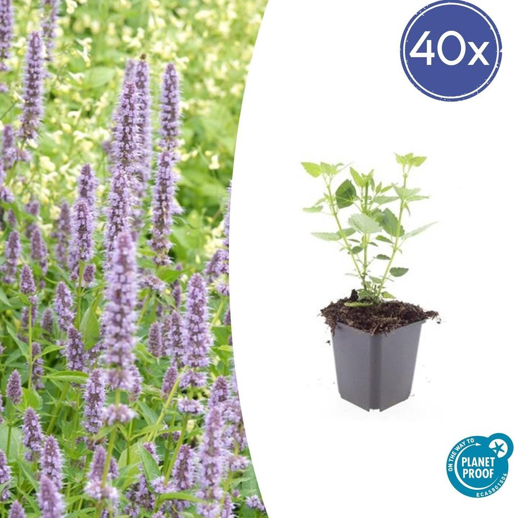 Asiatische Duftnessel Agastache 'Blue Fortune' – 10-25cm – Ø9cm – 40 Pflanzen – Lavendelblau – Bienen- & Schmetterlingsfreundlich –...