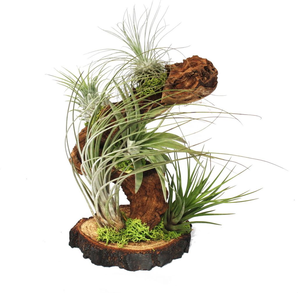 Tillandsien auf Wurzelbaum - gross - 5 Pflanzen Produktbild 1