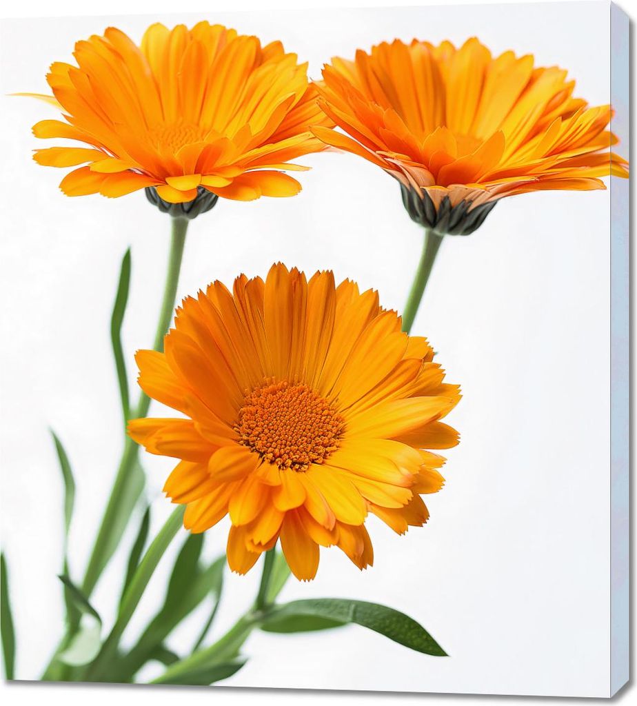 Bild 90x100cm Sonnenblumen