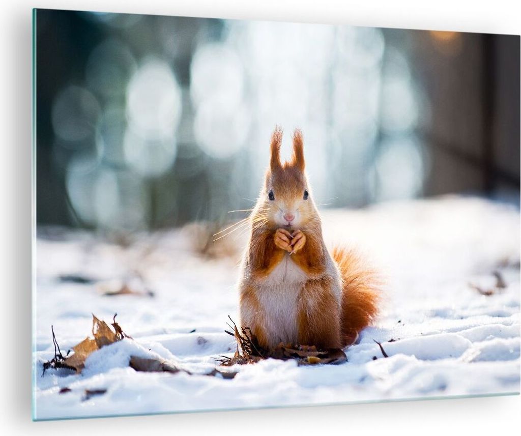 Bilder auf glas - Eichhörnchen Winter Schnee Essen - 70x50cm - Glasbilder - Wandbilder - Kunstdruck - zum Aufhängen bereit - Wanddekoration aus G...
