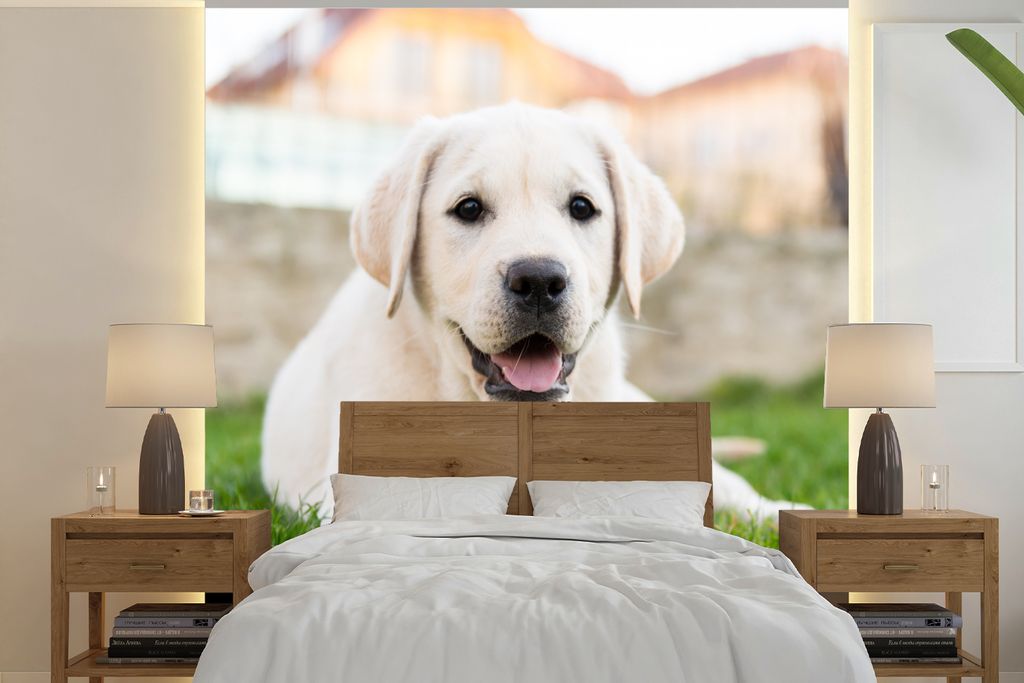 MuchoWow Fototapete für Wohnzimmer oder Schlafzimmer Wandtapete Vinyl Motivtapete Weißer Labrador Retriever im Gras liegend - 280x280 cm - Hint...