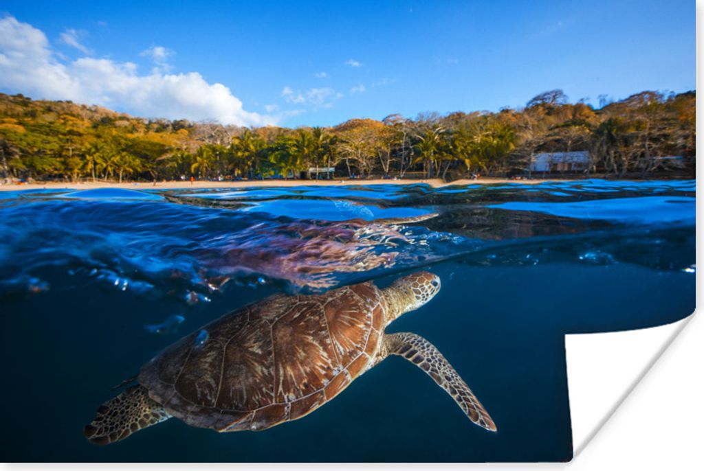 MuchoWow Poster Meer - Schildkröte - Sommer 30x20 cm - Plakate - Print