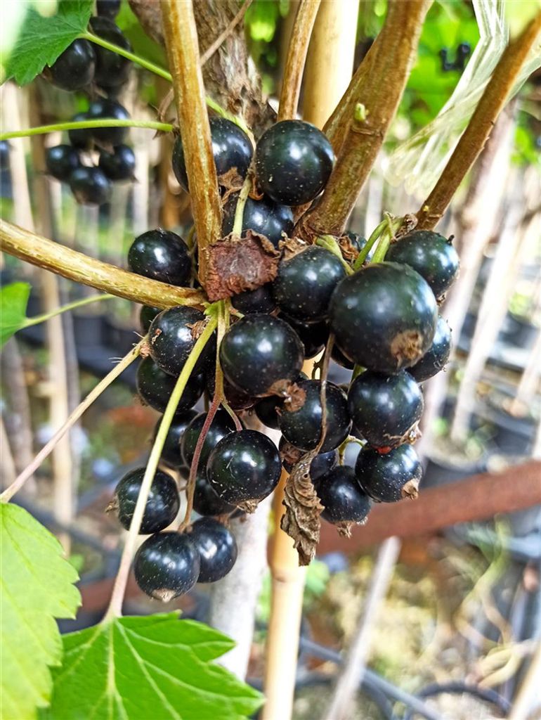 Schwarze Johannisbeere 'Ojebyn' Produktbild 