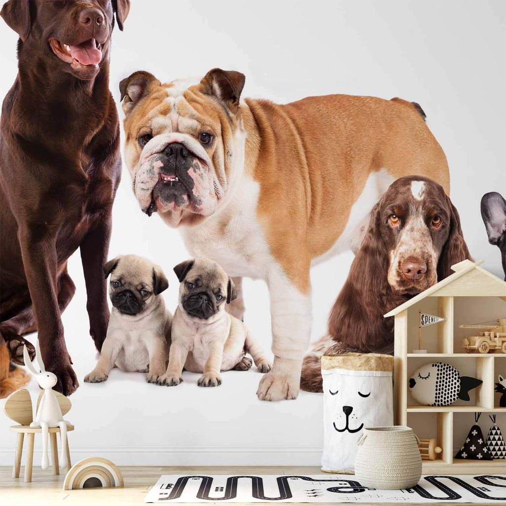 Selbstklebende Folie Fototapete - Animal portrait - dogs with a brown labrador in the centre on a white background 98x70 cm Tiere g-C-0298-a-a
