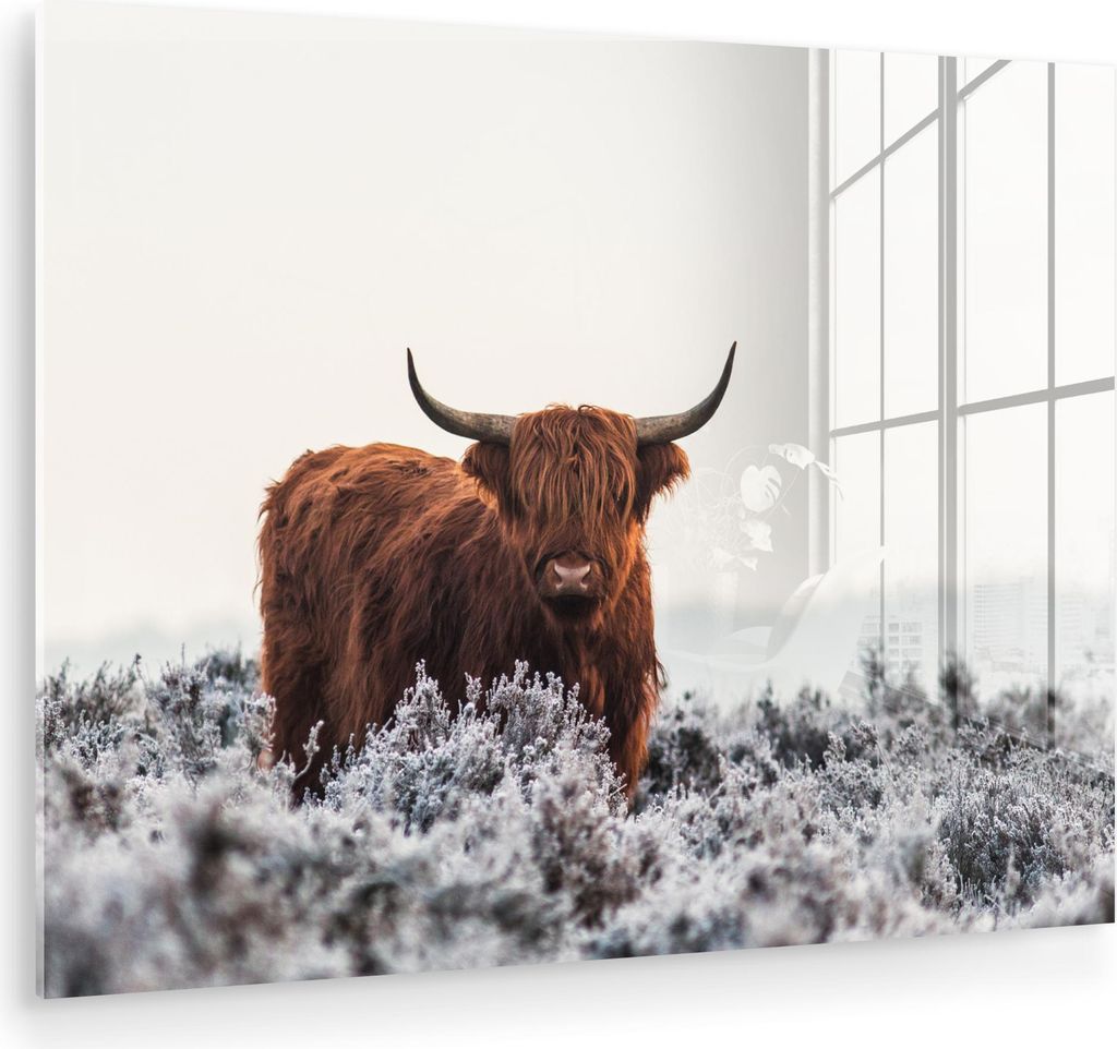 MuchoWow Glasbilder - Bilder auf Wandbild - Foto auf Glas Schottisches Hochlandrind - Tier - Natur - Weiß 40x30 cm Wanddekoration aus Glas - Acryl...