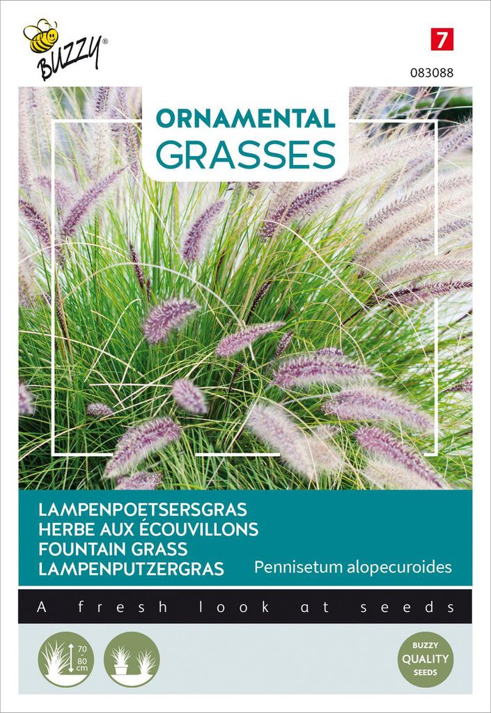Lampenputzergras | Ziergrassamen von Buzzy Seeds Produktbild 