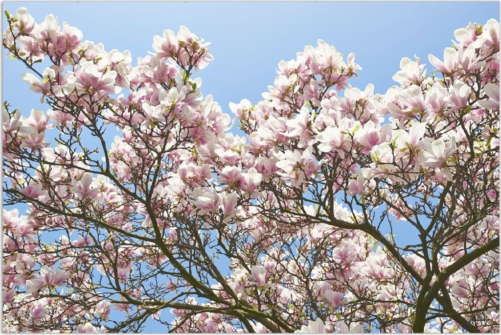 Wallario Wandbild Schöne rosa Magnolien-Blüten vor blauem Himmel, Größe: 61 x 91,5 cm, Poster mit rahmenlosen Bildhalter