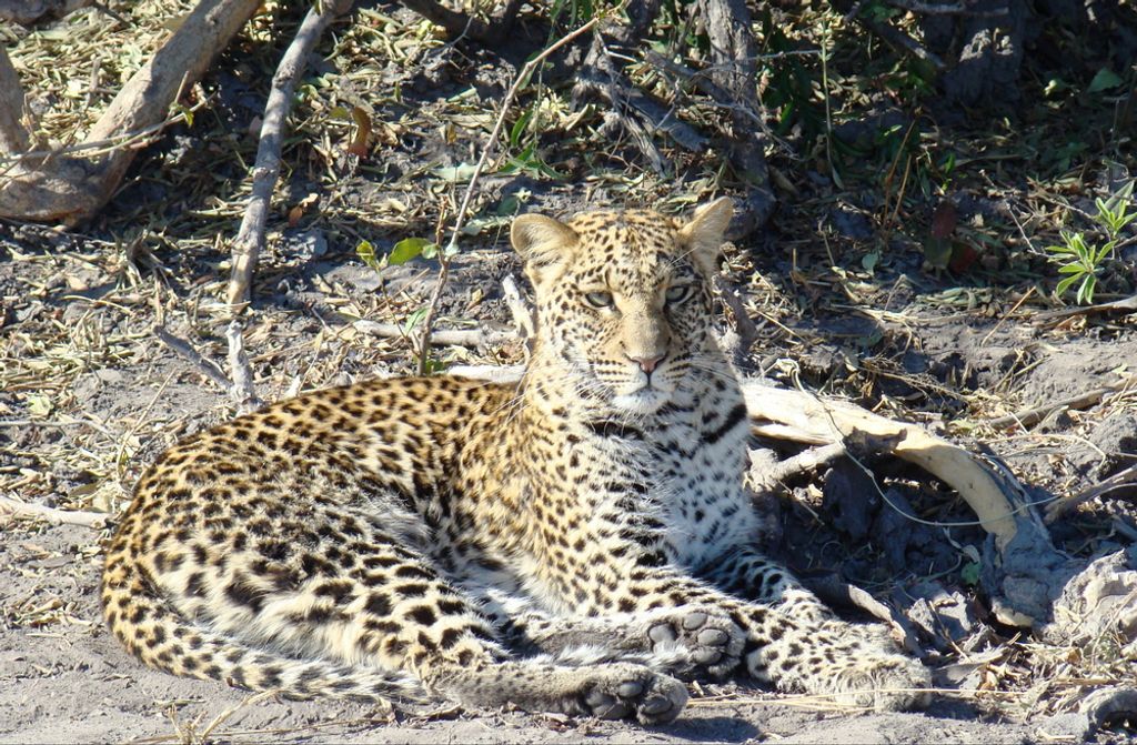 hansepuzzle 73663 - Leopard Puzzle, 500 Teile, Tierwelt, 46,0 x 30,0cm mit hochwertiger Aufbewahrung, Kartonbox und wiederverschließbarem Beutel