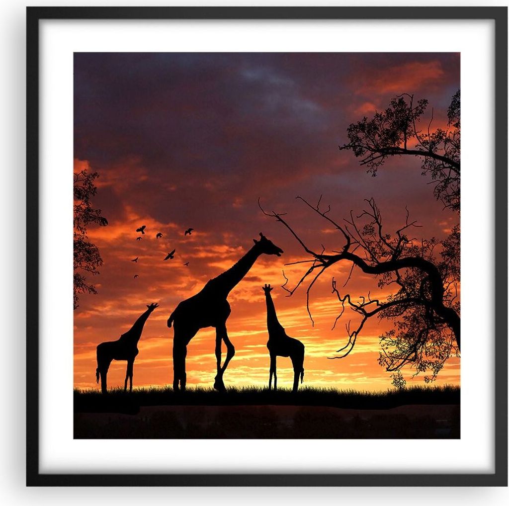 Gerahmtes Poster - Schwarzer Rahmen - Giraffe Afrika Sonne Safari - 50x50 cm - Wand Bild - Wanddeko - Wandbilder - Wandposter - Bilderrahmen - Bild...