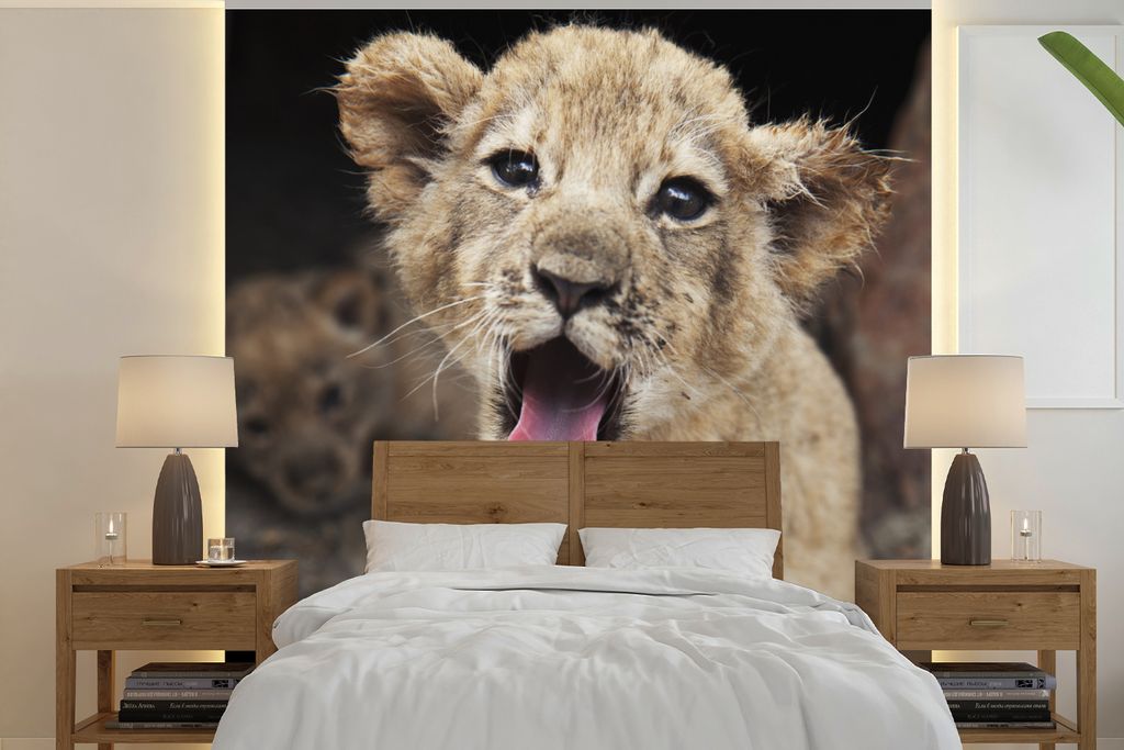 MuchoWow Fototapete für Wohnzimmer oder Schlafzimmer Wandtapete Vinyl Motivtapete Jungtier - Löwen - Niedlich - 220x220 cm - Tapeten