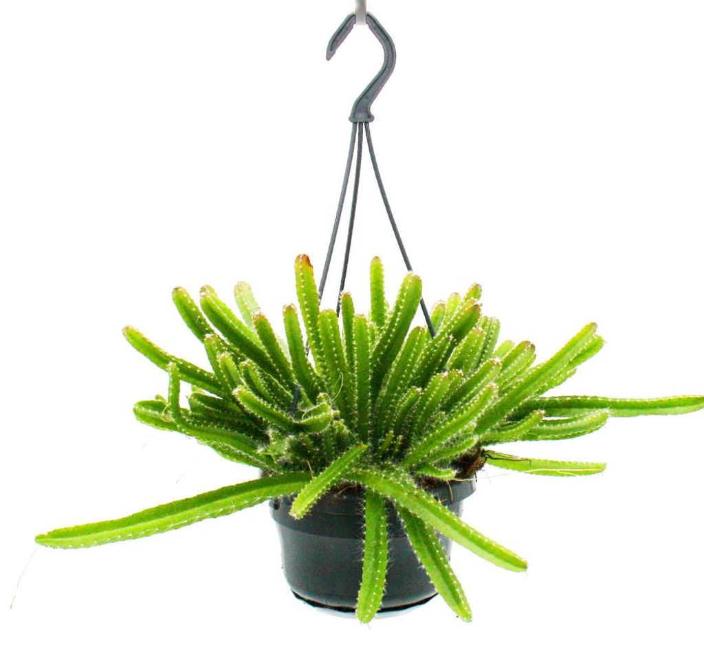 Zavesená izbová rastlina – Hylocereus undatus – Dračí Obrázok produktu 