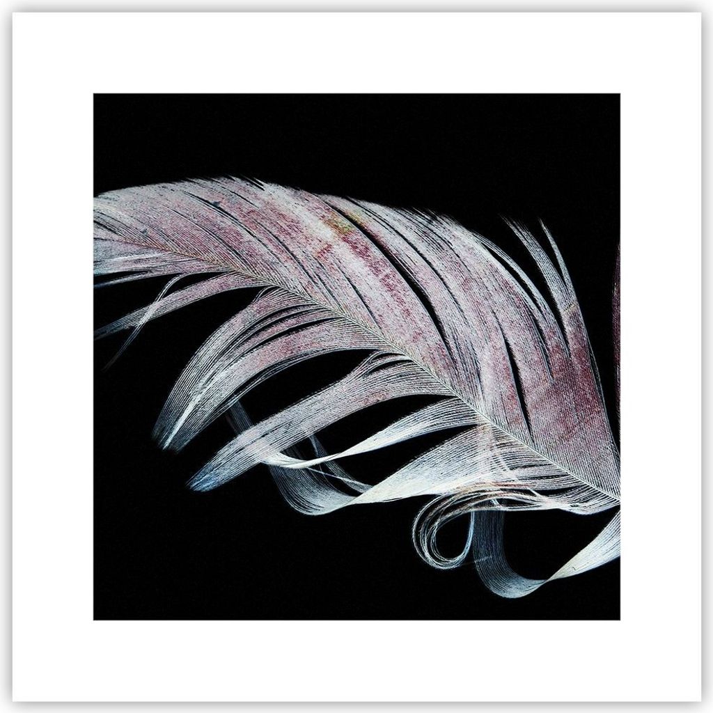 Poster - Poster ohne Rahmen - Feder die Farben Zartheit - 30x30 cm - Wand Bild - Wanddeko - Wandbilder - Kunstposter - Wandposter - Bilder - Kunstd...