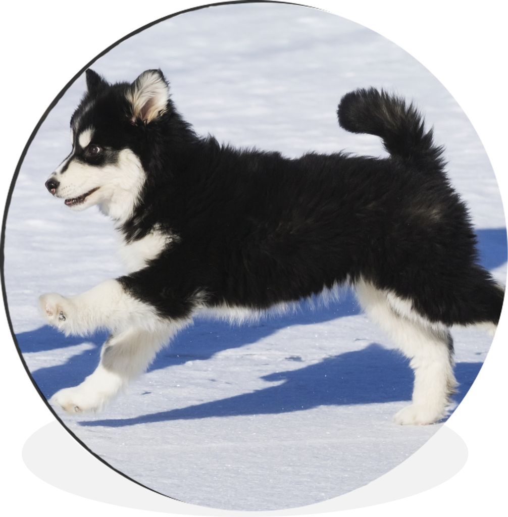 MuchoWow Aluminium Wandkreis Husky-Welpe läuft über den Schnee Ø 60 cm Wanddeko Modern Wohnzimmer - Wand Kreis - Wandbild - Schlafzimmer - Alu...