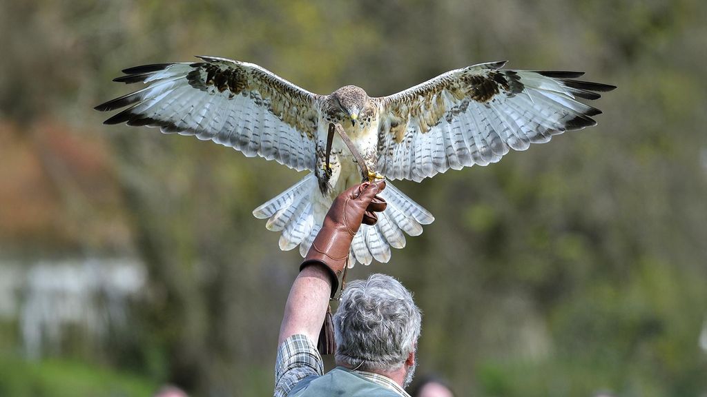 Jochen Schweizer Falkner für einen Tag Riedenburg (Weißkopfseeadler); Erlebnis verschenken oder selbst erleben; Gutschein gültig für 1 Person G...