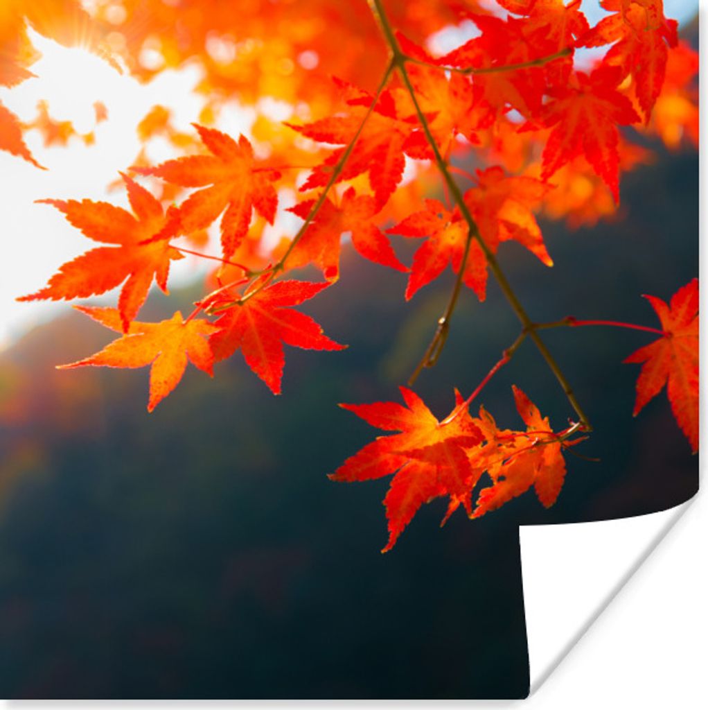 MuchoWow Poster Herbstblätter in Japan 30x30 cm - Wandposter - Printing