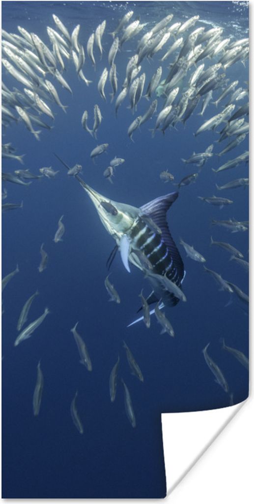 MuchoWow Poster Wasser - Sardinen - Tiere 20x40 cm - Plakat - Foto