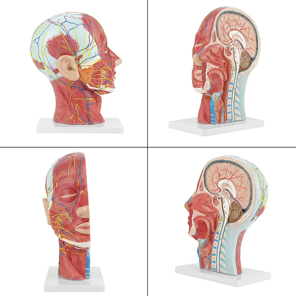Modèle de la tête et du cou avec cerveau amovible en 8 parties détachables - 3
