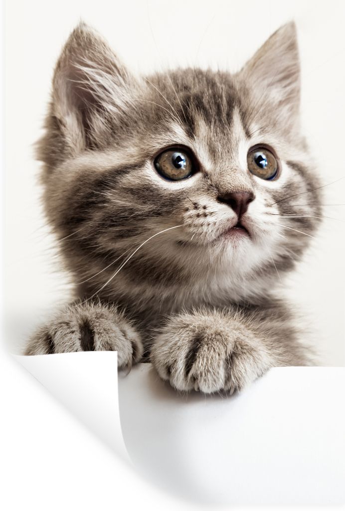 MuchoWow Wandtattoo Wandsticker Wandaufkleber Katze - Grau - Tiere 40x60 cm Selbstklebend und Repositionierbar - Wierderverwendbar - Selbstklebend