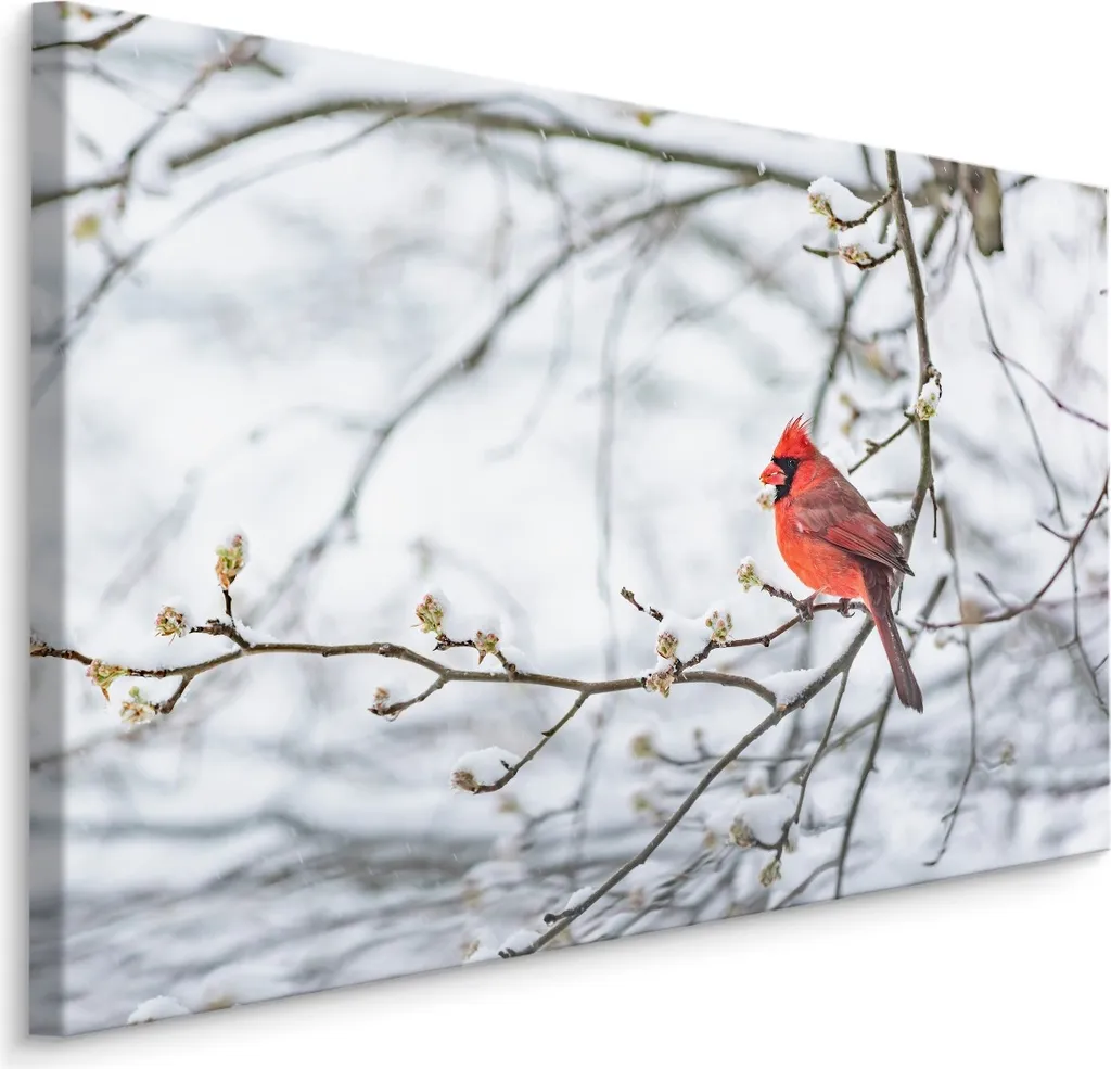 Favolosa tela PICTURES 90x60 cm XXL Stampa d'arte Uccello Esotico Neve Natura
