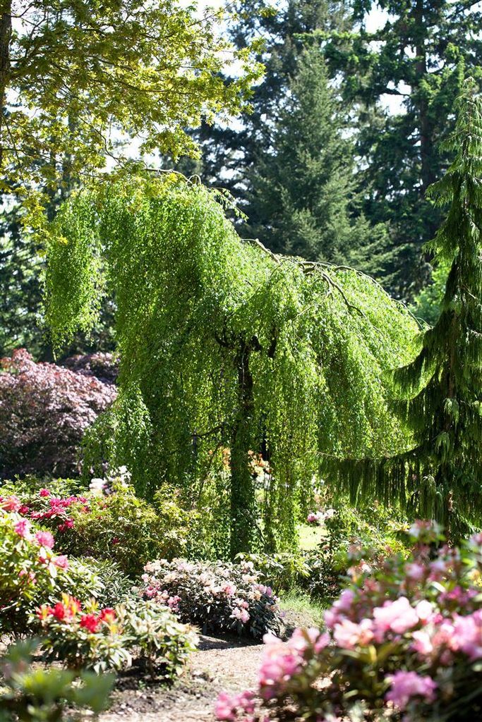 Betula pendula 'Youngii', Hängebirke, 40–60 cm Produktbild 