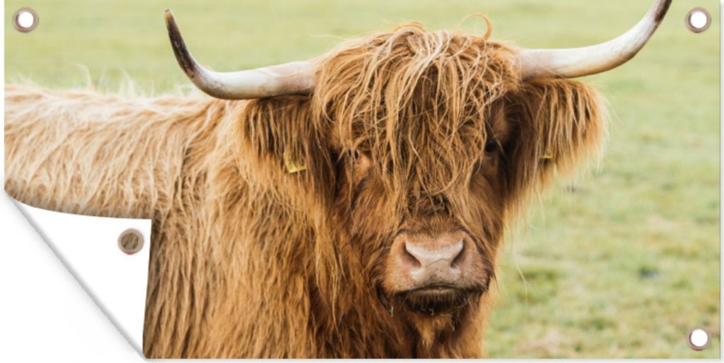 MuchoWow 80x40 cm Outdoor-Poster Gartendeko Sichtschutz Garten Poster für den Garten Schottischer Highlander - Horn - Gras