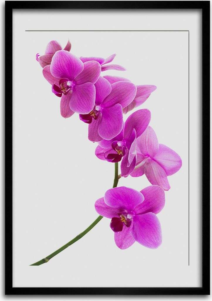 Bild - Bilderrahmen - Foto - 70 cm x 100 cm - MDF - Rahmen - Wandkunst - Rosa Orchidee