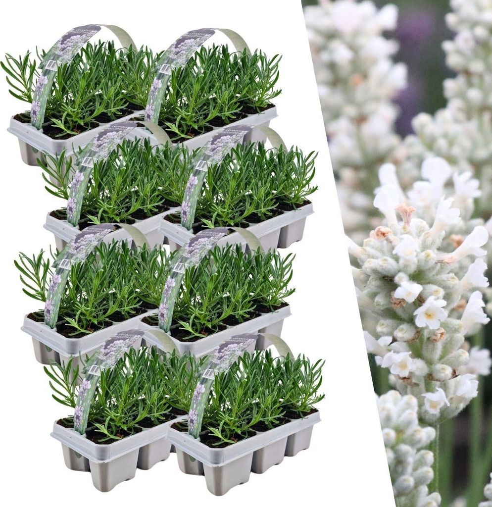Weißer Duft-Lavendel 48 Lavendel Pflanze angustifolia | Lavendelpflanzen winterhart | echter lavendel | Gartenpflanzen | 48 x Ø7 cm | 15 cm