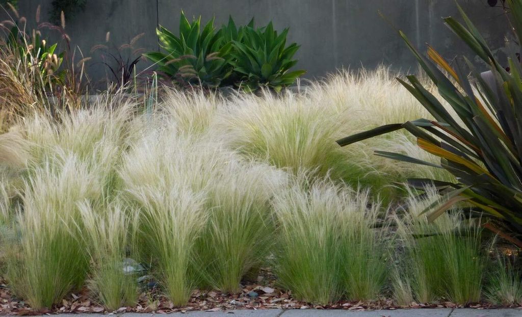 10 x Stipa tenuissima 'Pony Tails' 1 Liter Topf Produktbild 3