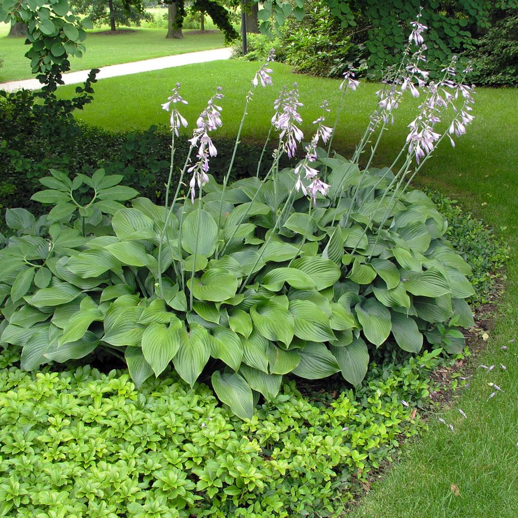 Hosta Funkia Krossa Regal 1 ks Sazenice Sazenice Hosty Obrázek produktu 