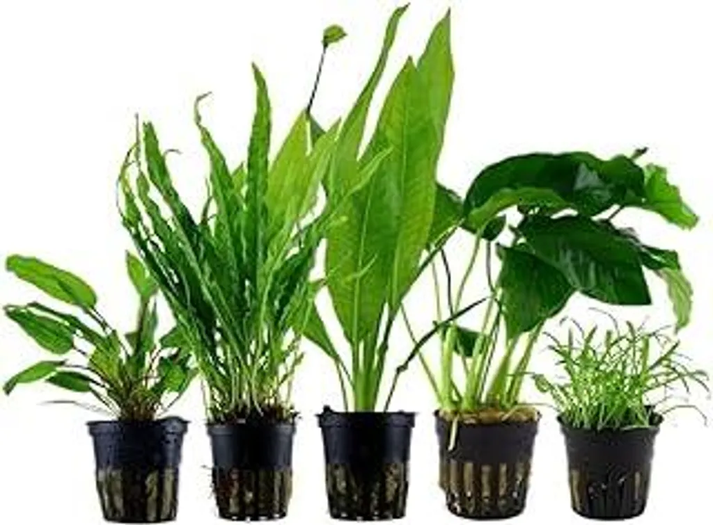 AquaOne Aquarium Piante I Le 5 piante acquatiche facili da curare per principianti I Piante per acquari per principianti I Anubias Microsorum a crescita lenta I Set base per principianti